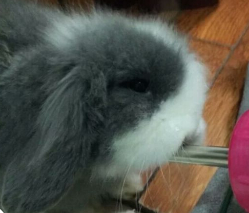 灰白道奇色垂耳兔兔,公3个月大