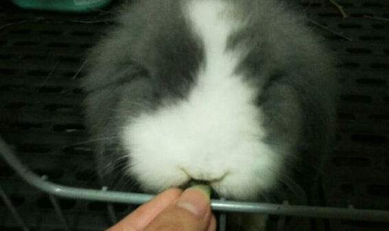 灰白道奇色垂耳兔兔,公3个月大
